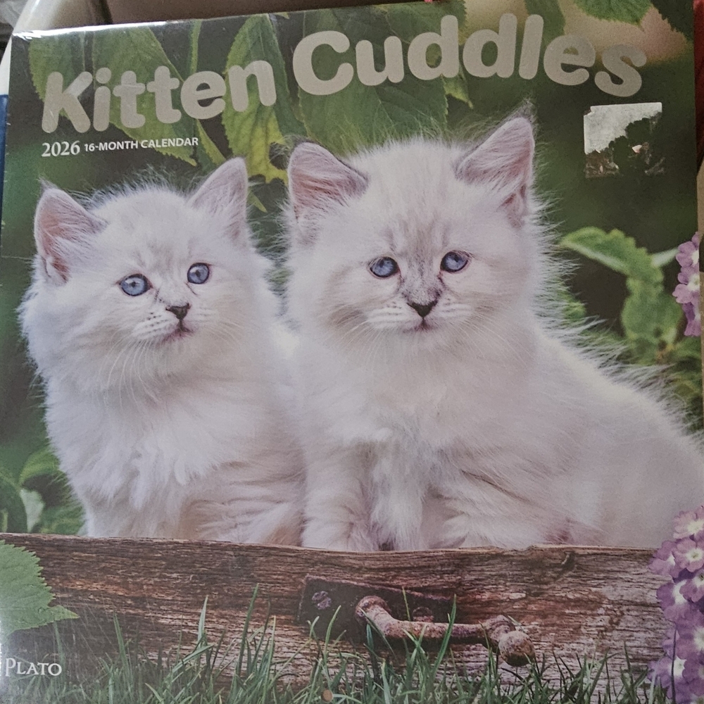 Kitten Cuddles 2025-2026,  16-month Calendar